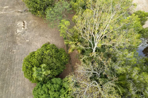 Olhando Para Baixo Através Dos Galhos Árvore Cima — Fotografia de Stock