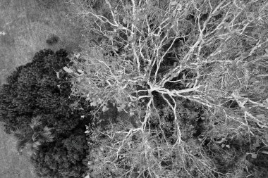 İHA 'lar büyük bir ağacın üzerinden geçip doğrudan yukarıdan aşağıya bakıyorlar. Siyah ve beyaz görüntü.