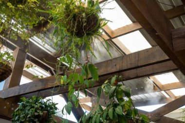 Tavandan sarkan sepetlerdeki yemyeşil eğreltiotu doğal ışıkla dolu ve ince su sisleri püskürtülüyor.