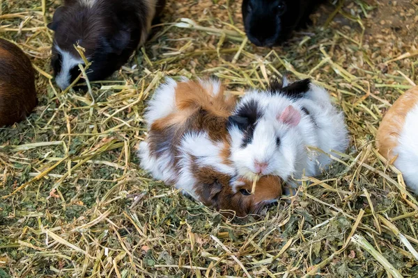 Cute Guinea Pigs Cavy Nestling Together Hatch Filled Straw — Stock Photo, Image