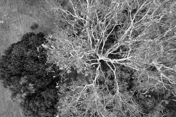 İHA 'lar büyük bir ağacın üzerinden geçip doğrudan yukarıdan aşağıya bakıyorlar. Siyah ve beyaz görüntü.