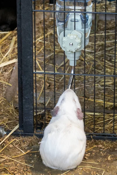 Cute White Cavy Drinking Water Spout His Cage — Stock Photo, Image