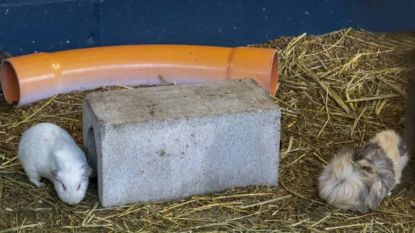 Two Cute Guinea Pigs Playing Straw Cage Concrete Block Orange — Stock Photo, Image