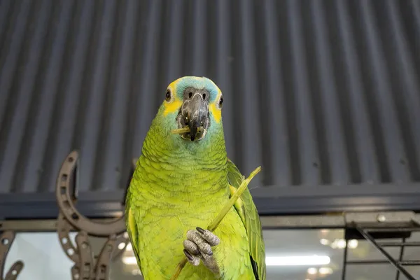 Close Papagaio Comendo Pedaço Palha Segurando Sua Garra Mastigando Com — Fotografia de Stock