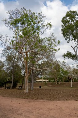 Sıcak bir yaz gününde yağmur yağmayan kuru bir parkta umumi piknik kulübesi.