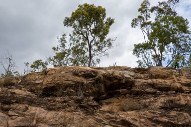 Kuraklık sırasında sert kahverengi toprakta, kayalık bir dağın yamacında büyüyen ağaçlar.