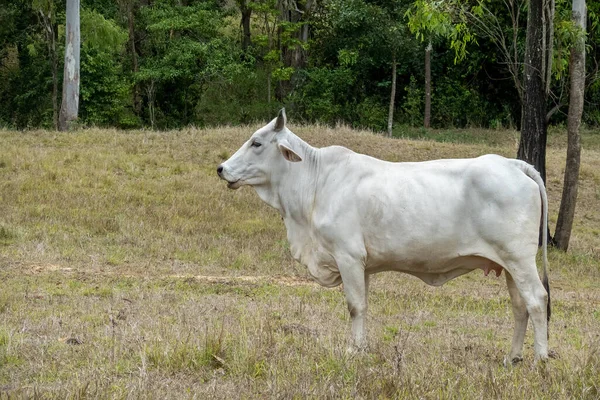Біла Корова Стоїть Весло Коли Вона Приносить Траву — стокове фото