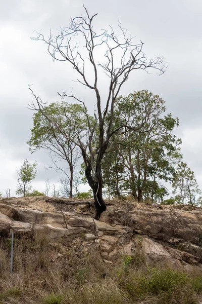 Arbre Poussant Sur Flanc Une Montagne Rocheuse Dans Sol Brun — Photo