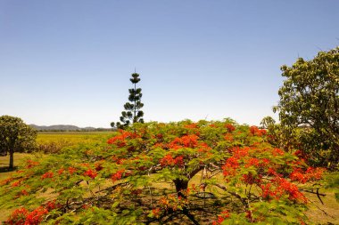 İHA, kırmızı çiçeklerle açan ve mavi gökyüzüne karşı diğer ağaçlarla çevrili bir sivri uçlu ağaca yakındır.