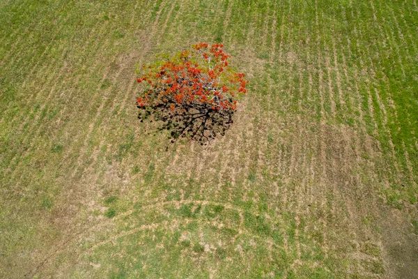 乾燥した草に囲まれたポインチアナの木にドローンで空中からの眺め — ストック写真