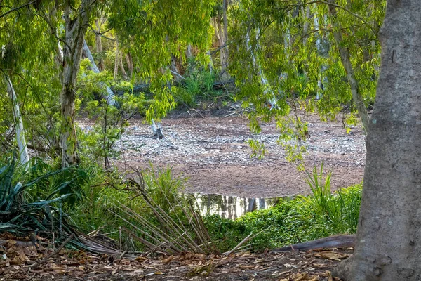 Een Zwembad Van Het Water Een Droge Kreek Bed Omringen — Stockfoto