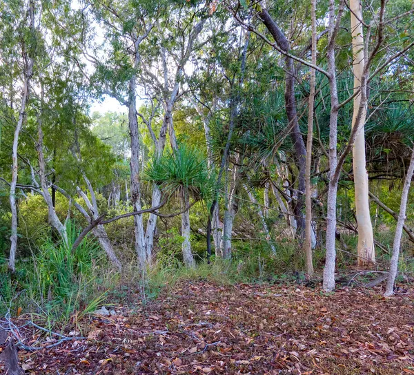 Lehullott Levelek Fák Egy Patak Partján Ausztrál Bokorban — Stock Fotó