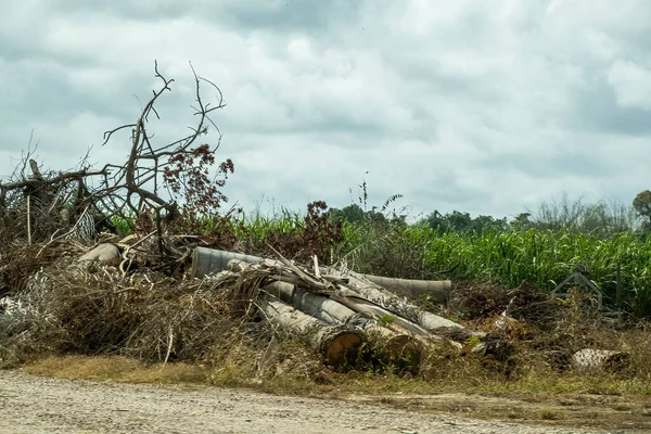 Купка Подрібнених Мертвих Дерев Стороні Дороги — стокове фото