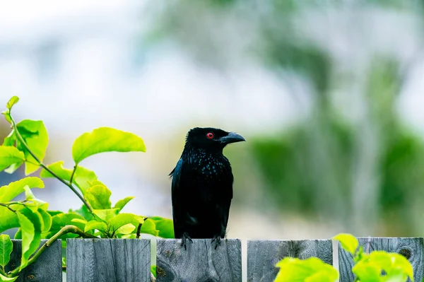 Glanzende Spreeuw Vogel Neergestreken Een Houten Hek Met Wazige Achtergrond — Stockfoto