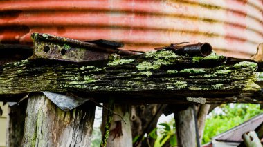 Yosun, eski su deposunun üzerindeki eski keresteleri kaplamış.