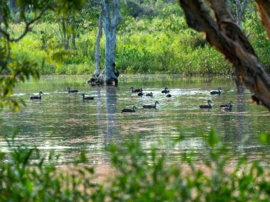 Yaban hayatı rezervlerinde yüzen ördekler alglerle, su bitkileriyle ve ağaçlarla kaplı, bulanık ön planda