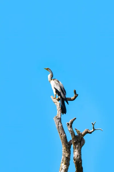澄んだ青空に向かって死んだ木の幹の上に 鵜の水鳥が倒れる — ストック写真