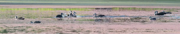 Patos Salpicando Agua Nadando Una Laguna Entre Plantas Acuáticas Algas —  Fotos de Stock