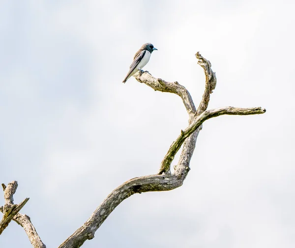 Ein Waldschwalbenvogel Hockte Auf Einem Abgestorbenen Ast Vor Einem Blassblauen — Stockfoto