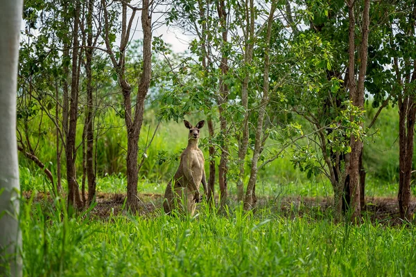 Wielki Australijski Kangur Żuje Trawę Między Drzewami Patrzy Dociekliwie Kamerę — Zdjęcie stockowe