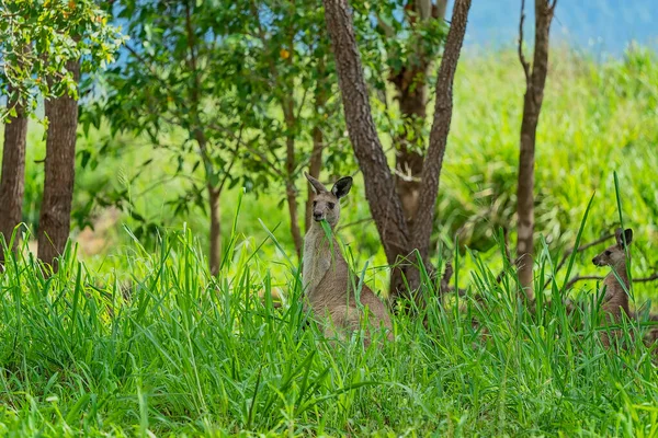 Wielki Australijski Kangur Żuje Trawę Między Drzewami Patrzy Dociekliwie Kamerę — Zdjęcie stockowe