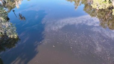 De Moleyns Gölünün yüzeyindeki hava görüntüleri kuşların doğal yaşam alanını gösteriyor.