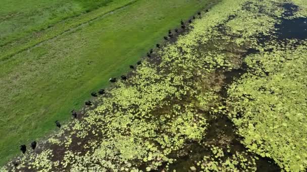 Drohnenaufnahmen Über Einem Schwarm Seevögel Rande Eines Staudamms Mit Grünem — Stockvideo