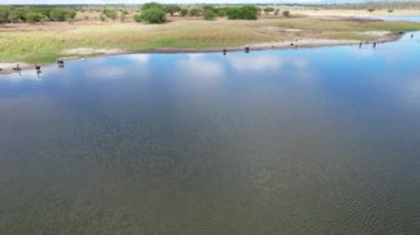 Bataklık arazileri üzerinde insansız hava aracı uçuşu. Kıyılarda ve suda yüzen kuğular ve cygnetlerle. St. Lawrence, Queensland, Avustralya.