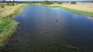 Suda yüzen kuğular ve cygnetlerle dolu sulak araziler üzerinde hava uçuşları. St Lawrence, Queensland, Avustralya.