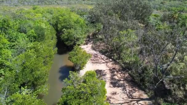 Terbang Atas Pohon Berjajar Sungai Negara Pasang Surut Dengan Air — Stok Video
