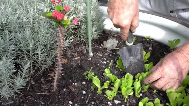 Nachpflanzen Von Kopfsalat Einem Hochbeet Für Einen Besseren Abstand Damit — Stockvideo