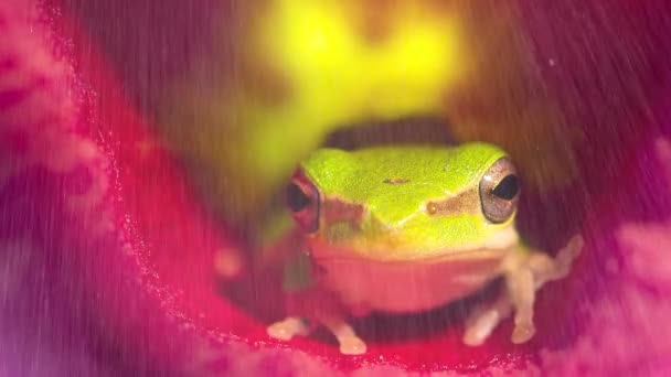 Кінематограф Відео Зеленої Жаби Сидить Червоній Квітці Спостерігаючи Падає Дощ — стокове відео