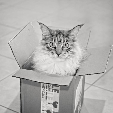 Ana tam olarak yetiştirilen bir posta teslim kutusunda, içinde ezilmiş, doğrudan dik dik oturan dişi kedi Rakun