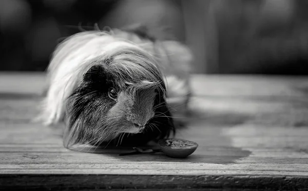 Cute Guinea Pig Also Known Cavy Looking Forward His Dinner — Stock Photo, Image
