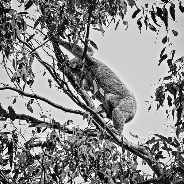 A female Australian koala climbing the branch of a eucalyptus tree with a joey in her pouch