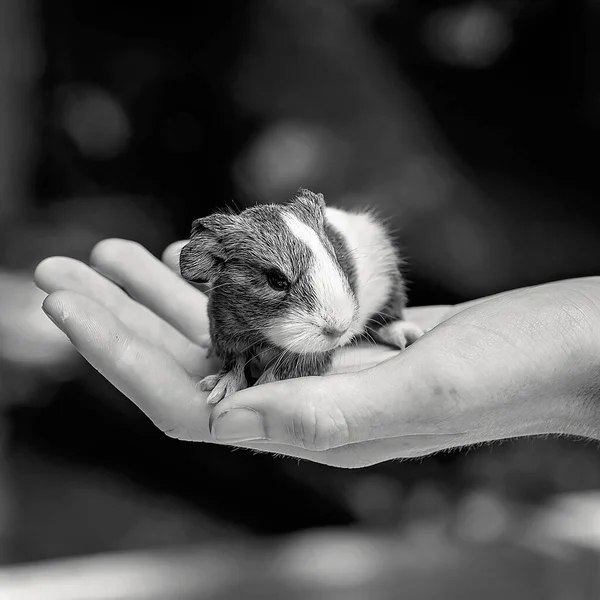 Cute Little Guinea Pig Sitting Quietly Hand — Stock Photo, Image