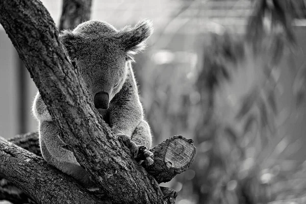 Koala Australiano Dorme Sul Bivio Albero — Foto Stock
