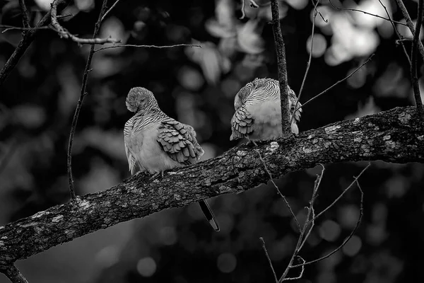 Dos Tórtolas Moteadas Sentadas Una Rama Árbol Bosque — Foto de Stock