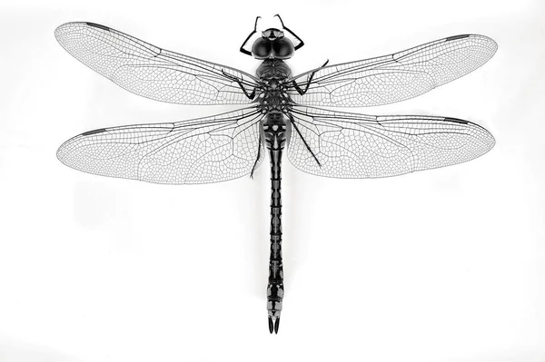 Top View Macro Dragonfly Isolated White Background — Stock Photo, Image