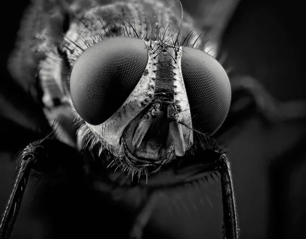 Macro Fechar Olhos Uma Mosca Detalhes — Fotografia de Stock