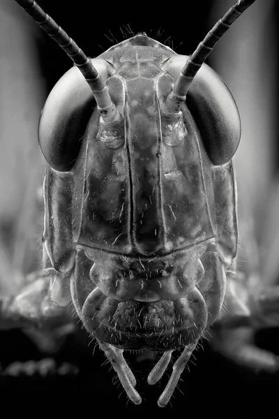 Macroprimer Plano Extremo Cara Saltamontes Verde Macrofotografía —  Fotos de Stock