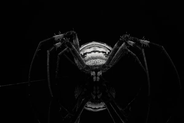 Macro Close Yellow Backed Garden Spider Isolated Black Background Rendered — 图库照片