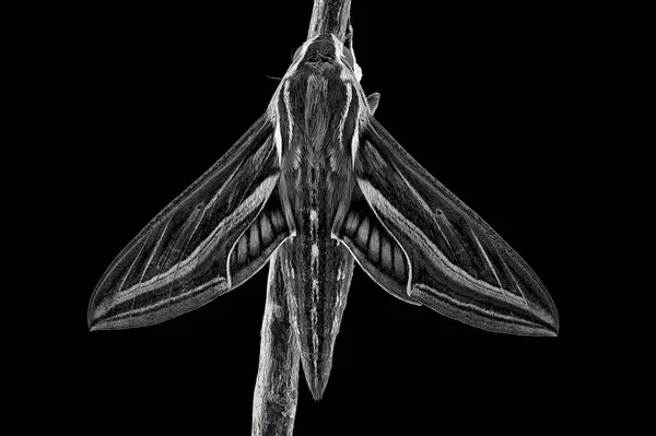 뿔소라 모스로 도알려져 곤충들의 점들을 매크로 — 스톡 사진