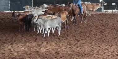 Bir at ve bir binici batı stili binicilik kesme yarışmasında buzağıları güder.