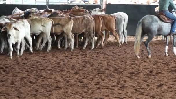 Cavalo Cavaleiro Pastoreando Bezerros Uma Competição Corte Equestre Estilo Ocidental — Vídeo de Stock