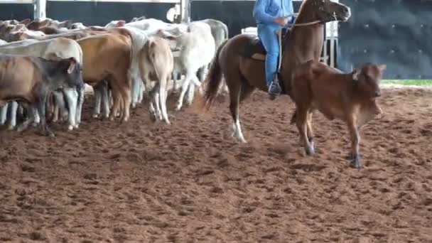Seekor Kuda Dan Penunggang Betis Menggiring Dalam Gaya Barat Kompetisi — Stok Video