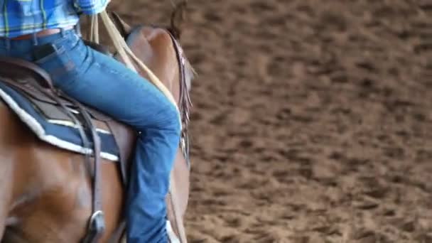 Cheval Cavalier Élevant Des Veaux Dans Une Compétition Coupe Équestre — Video