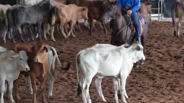 Лошадь Всадник Пасут Телят Соревнованиях Конной Резке Западном Стиле — стоковое видео
