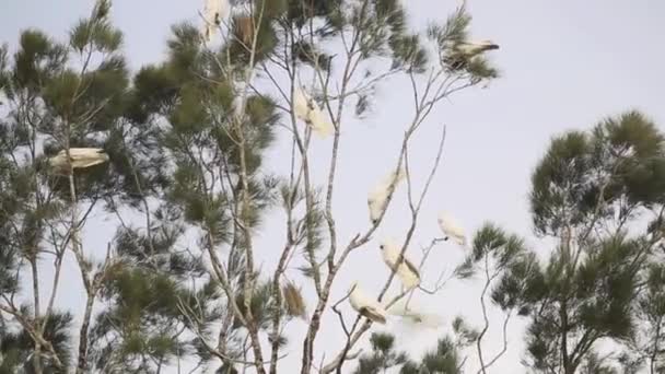 Una Bandada Cacatúas Blancas Crestadas Azufre Australianas Volando Las Copas — Vídeos de Stock