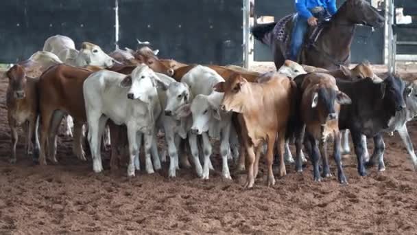Horse Rider Herding Calves Western Style Equestrian Cutting Competition — Stock Video